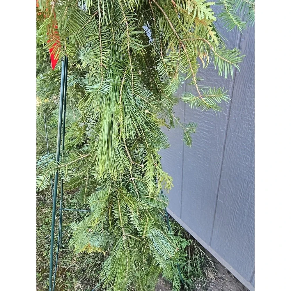 8 FT Christmas‎ Garland Fresh Homemade Balsam Mixed for Outdoor Decoration